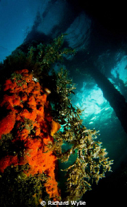Beginning of a dusk/night dive under Rye pier this beauti... by Richard Wylie 